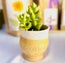 Jennifer Bodamer Pottery